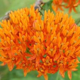 Butterfly Weed/Milk Weed Category Image