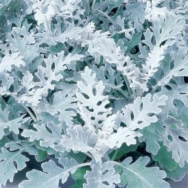 Dusty Miller Category Image