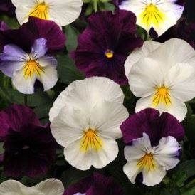 Pansies Category Image