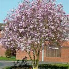 Magnolias Category Image