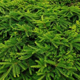 Yew Category Image