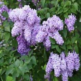 Lilac Category Image