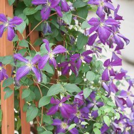 Clematis Category Image