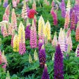 Lupins Category Image