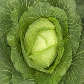 Cabbage  - Golden Acre Product Image