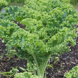 Kale - Winterbor Product Image