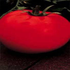 Celebrity Tomato Product Image