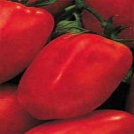 Roma Tomato Product Image