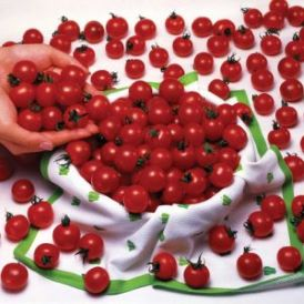 Sweet Million Cherry Tomatoes Product Image