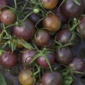Black Cherry Tomatoes Product Image