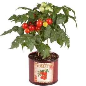 Siam Edible Potted Tomato Product Image