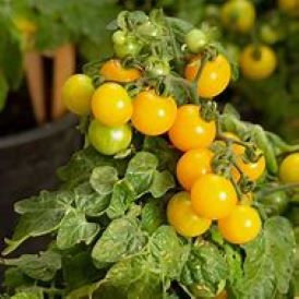Yellow Canary Tomato  Product Image