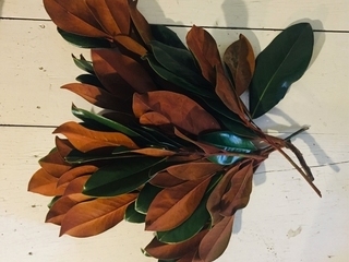 Magnolia Product Image