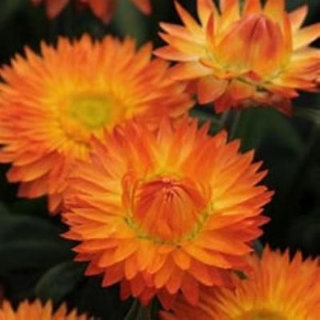 Strawflower Apricot Product Image
