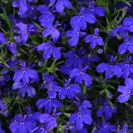 Lobelia Magadi Dark Blue Product Image