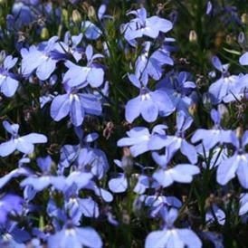 Lobelia Magadi Light Blue Product Image