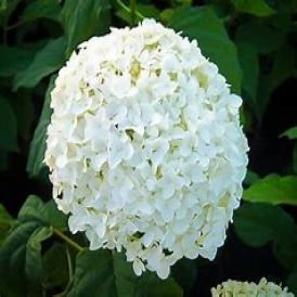 Annabelle Hydrangea Product Image