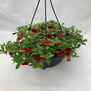 Callie Basket - Red Product Image