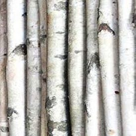 Birch Poles Product Image
