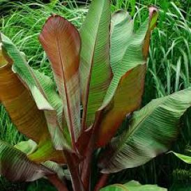 Banana Plant Product Image