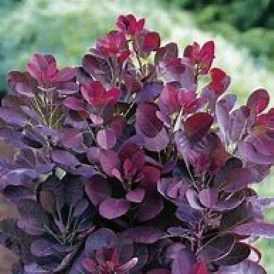 Royal Purple Smokebush Product Image