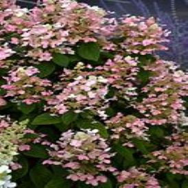 Quick Fire Hydrangea Product Image