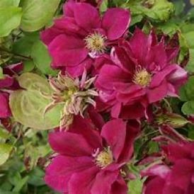 Red Star Clematis Product Image