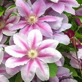 Bee's Jubliee Clematis Product Image