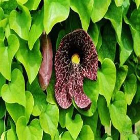 Dutchman's Pipe Product Image