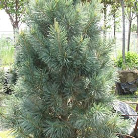 VanderWolfe's Pyramidal Blue Pine Product Image