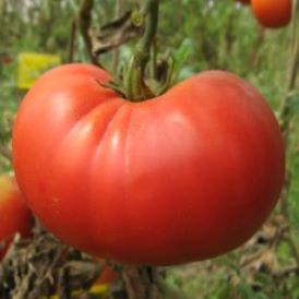 Tomatoes Category Image