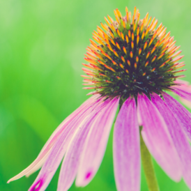 Perennials Category Image