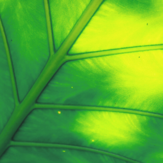 Tropicals Category Image