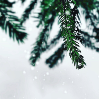 Winter Greens and Decor Category Image