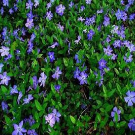 Vinca Category Image