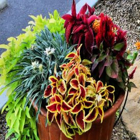 Foliage, Coleus and Trailers Category Image
