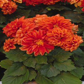 Dahlia Category Image