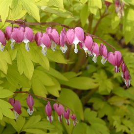 Bleeding Heart Category Image