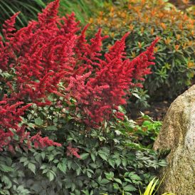 Astilbe Category Image