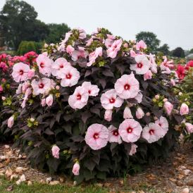 Hibiscus Category Image