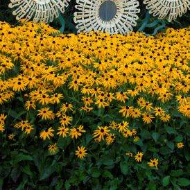 Black Eyed Susan Category Image