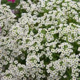 Alyssum Category Image