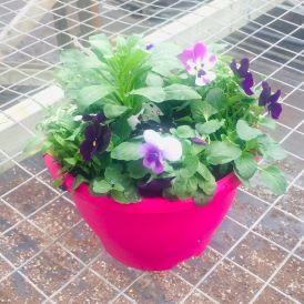 Pansy Planters Category Image