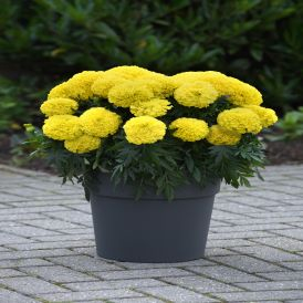 Marigolds Category Image