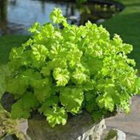 Heuchera Category Image