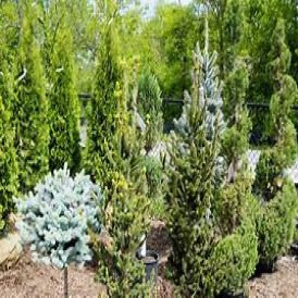 Trees and Shrubs Category Image