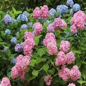 Hydrangeas Category Image