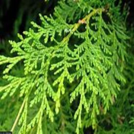 Cedars Category Image