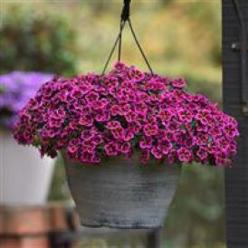 Hanging Baskets Category Image