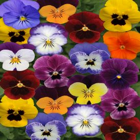 Violas Category Image